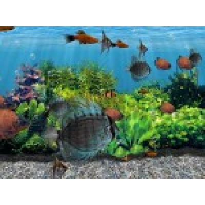 3D Fish School Screensaver                    